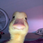 ..DinoNuggies..