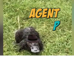 Perry The agent P...