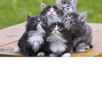 [Annoying] Cat Club
