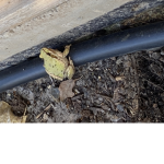 Agents of Frog Official