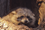 Rigby's Burrow