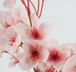 ~beautiful blossoms~