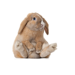 THE BUNNIES FAN CLUB