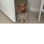 Dixie the bad bleep
