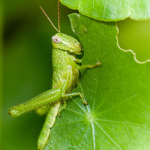 Grasshoppers people