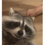RACOON WISE