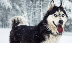 Husky obby !!!
