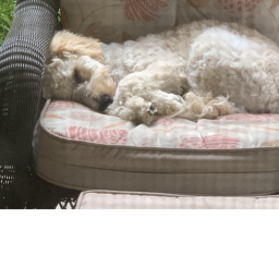 My dog Cheeto's Place