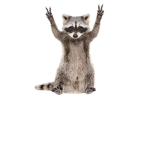PEACE RACCOON #########