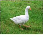 Goose gang!