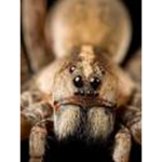 !spiders!