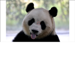 PandaArmy2021