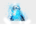 CheerioDolphin's Studio/Fan Group!