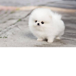 Puppy sunny