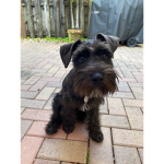 Tango the puppy