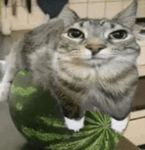 Floppa and bingus gang