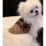 Cuties puppy