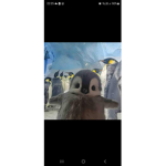 StrawberriPenguin Groups!