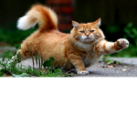 CAt army)