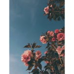 Pink Roses Clothing