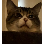 Cat maker