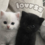 lovrss