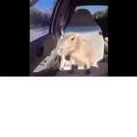 CAPYBARA SQUAD OK I PULL UP