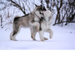 Wolfy's & Buttercup's group