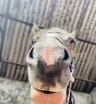 WHI_OFFICIAL_TRAINER Riding School