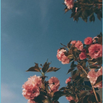 ~Wonderland<3