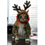 Frost Deer