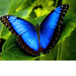 Butterfly army’s