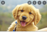 Animal love army group