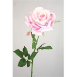 Fragile Roses~♥
