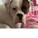 Pooping dog