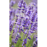 Gymnastics purple Lavender