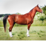 Stackin Horses
