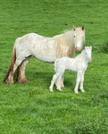 |~ Strideway equines~|