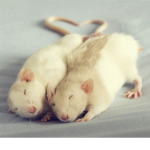 Rats_love