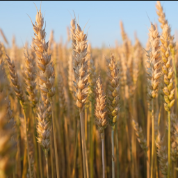 Wheat field