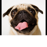 Pug dog people
