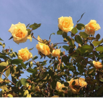 Autumn Spring's