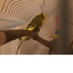 Love budgies plss