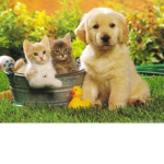 animal love all animals