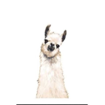 The Llama bro’s