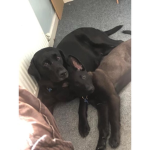 Bff_dogs26