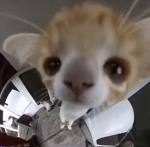 cinnyamon