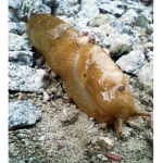 SLUGS CLUB