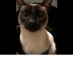 Mango da cat