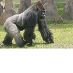 Evil gorillas!